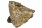 Fossil Tyrannosaur (T rex) Partial Toe Bone - Wyoming #382555-3